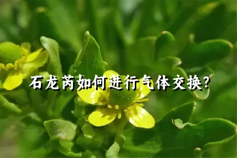 石龙芮如何进行气体交换？