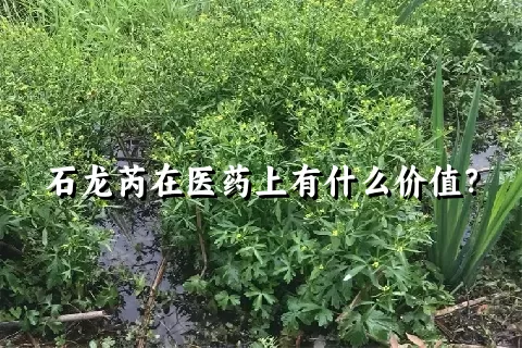 石龙芮在医药上有什么价值？