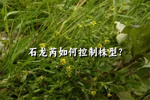 石龙芮如何控制株型？