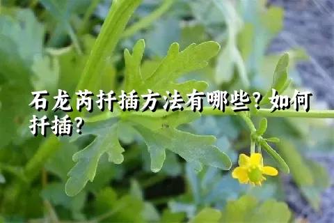 石龙芮扦插方法有哪些？如何扦插？