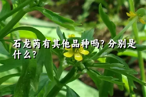 石龙芮有其他品种吗？分别是什么？