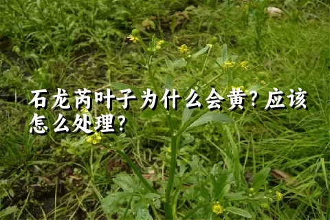 石龙芮叶子为什么会黄？应该怎么处理？