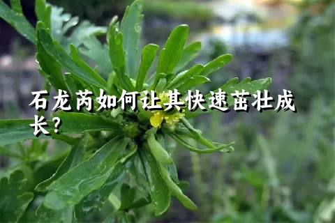 石龙芮如何让其快速茁壮成长？