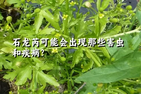 石龙芮可能会出现那些害虫和疾病？