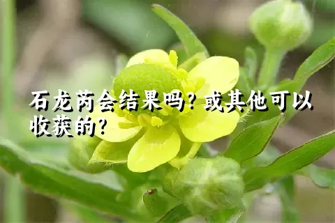 石龙芮会结果吗？或其他可以收获的？