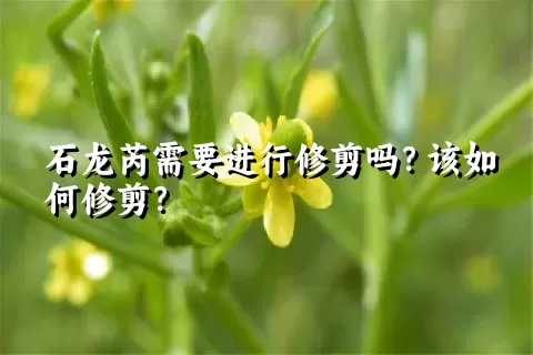 石龙芮需要进行修剪吗？该如何修剪？