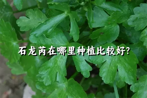 石龙芮在哪里种植比较好？