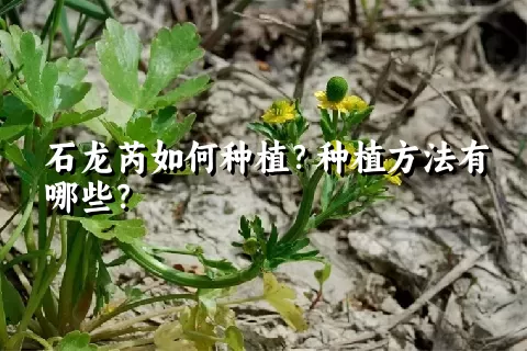 石龙芮如何种植？种植方法有哪些？