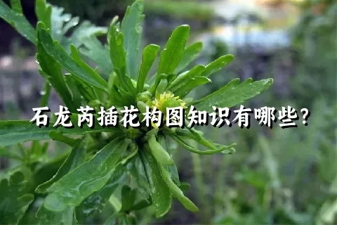 石龙芮插花构图知识有哪些？