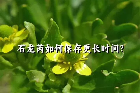 石龙芮如何保存更长时间？