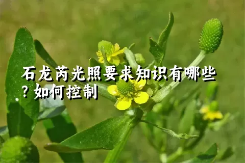 石龙芮光照要求知识有哪些？如何控制