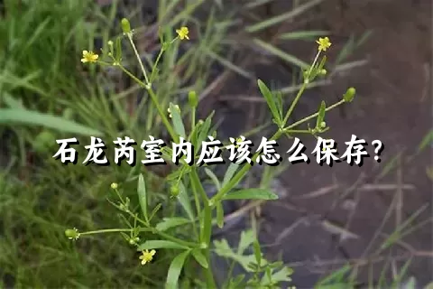 石龙芮室内应该怎么保存？