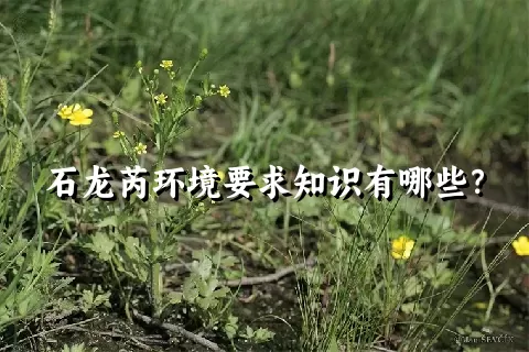 石龙芮环境要求知识有哪些？