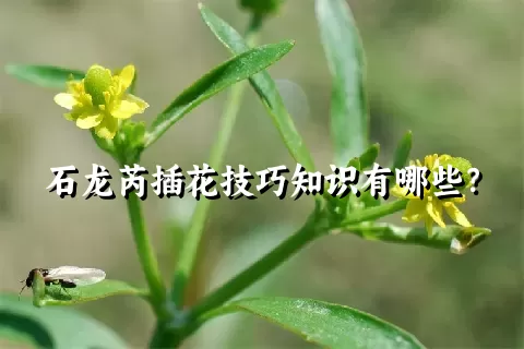 石龙芮插花技巧知识有哪些？