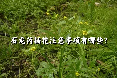 石龙芮插花注意事项有哪些？