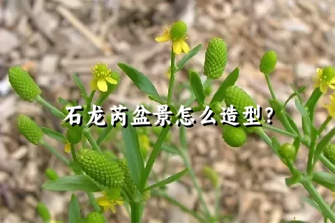 石龙芮盆景怎么造型？