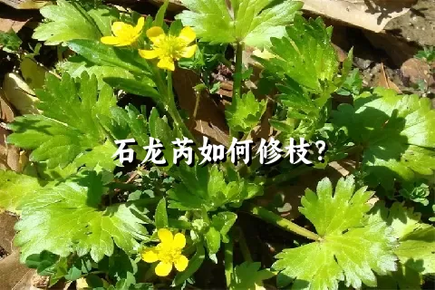 石龙芮如何修枝？