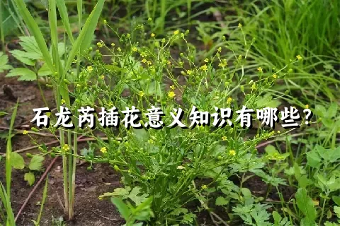 石龙芮插花意义知识有哪些？