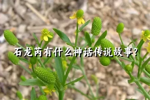 石龙芮有什么神话传说故事？