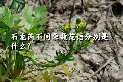 石龙芮不同朵数花语分别是什么？