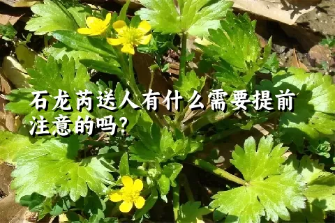 石龙芮送人有什么需要提前注意的吗？