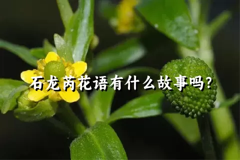 石龙芮花语有什么故事吗？