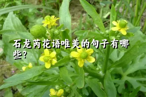 石龙芮花语唯美的句子有哪些？