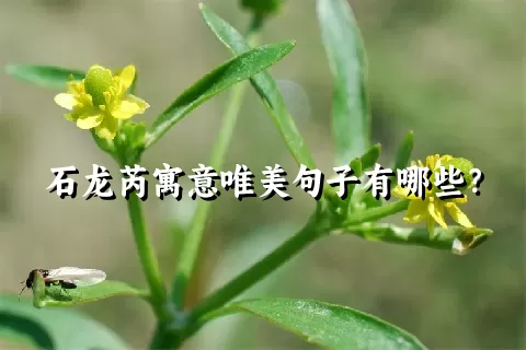 石龙芮寓意唯美句子有哪些？