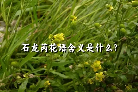 石龙芮花语含义是什么？