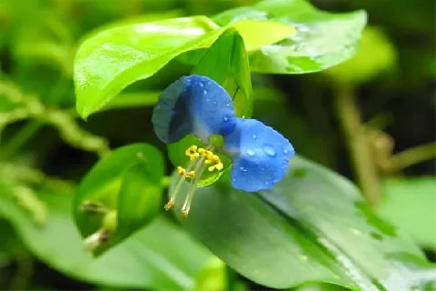 鸭跖草