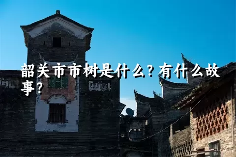 韶关市市树是什么？有什么故事？