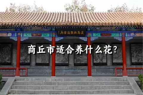 商丘市适合养什么花？