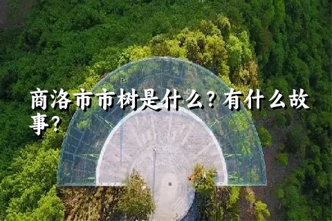 商洛市市树是什么？有什么故事？