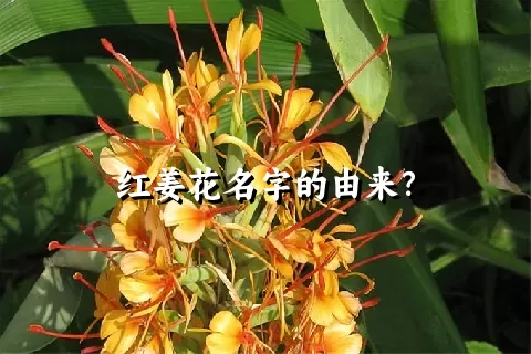 红姜花名字的由来？