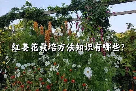 红姜花栽培方法知识有哪些？