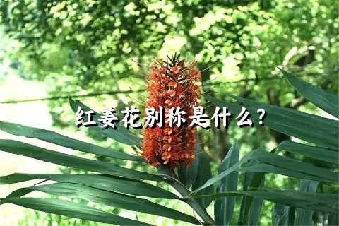 红姜花别称是什么？