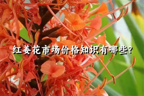 红姜花市场价格知识有哪些？