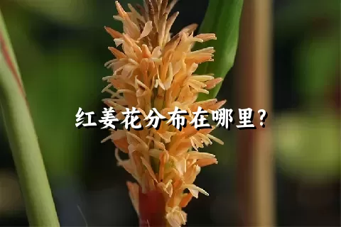 红姜花分布在哪里?