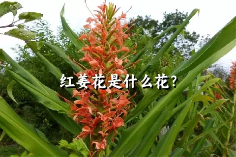 红姜花是什么花？