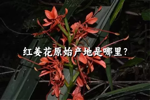 红姜花原始产地是哪里？