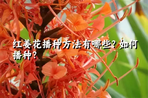 红姜花播种方法有哪些？如何播种？