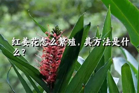 红姜花怎么繁殖，其方法是什么？