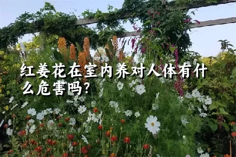 红姜花在室内养对人体有什么危害吗？