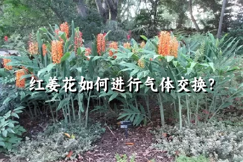 红姜花如何进行气体交换？