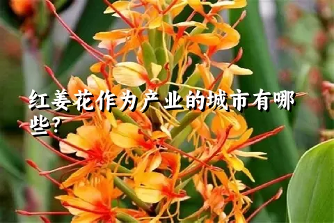 红姜花作为产业的城市有哪些？