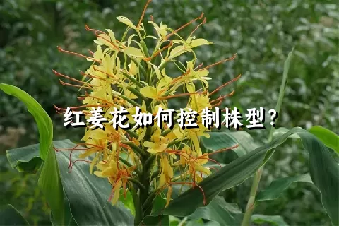 红姜花如何控制株型？