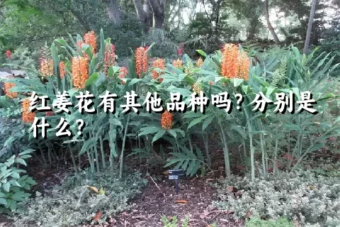 红姜花有其他品种吗？分别是什么？