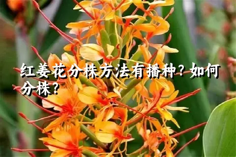 红姜花分株方法有播种？如何分株？