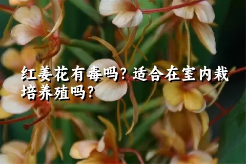 红姜花有毒吗？适合在室内栽培养殖吗？