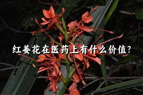 红姜花在医药上有什么价值？